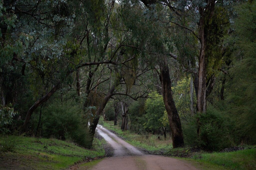 road, forest, countryside-8205773.jpg