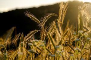 rye, spike, grain-5399962.jpg