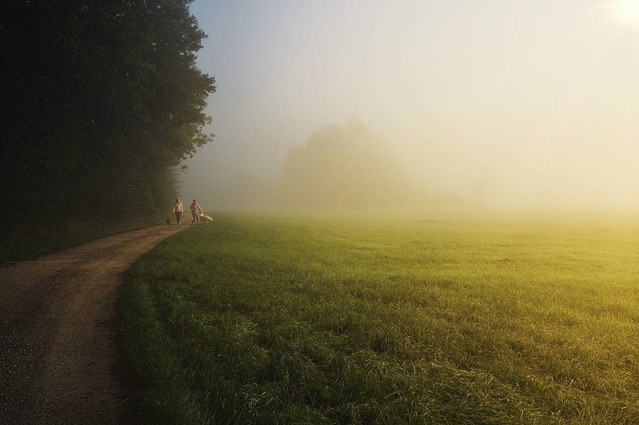 trees, field, trail-5691803.jpg